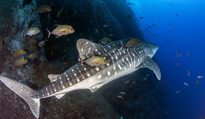 Fototapeta premium Whale Shark