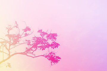 dry tree background with pink tone color
