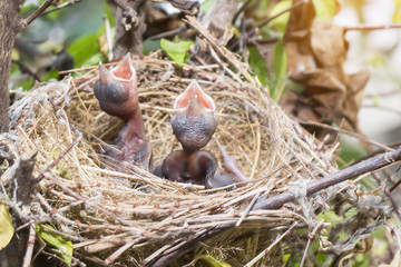Baby birds waiting for food