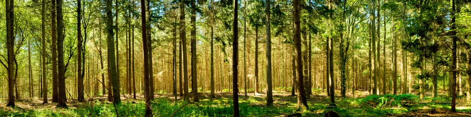 Selbstklebende Fototapeten Wald Panorama bei Sonnenschein © Günter Albers