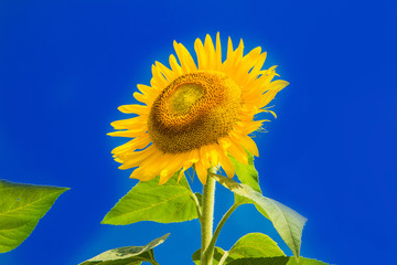     Beautiful sunflowers on the blue sky 