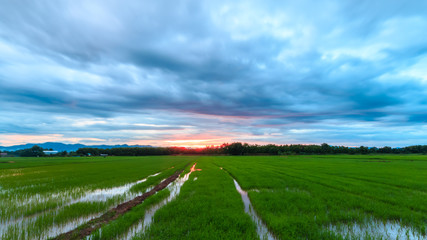 the green rice farm at northern phrae thailand