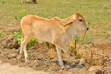 Baby cow