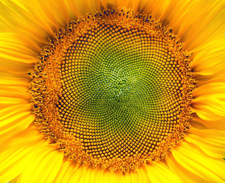 Core of of the flower, texture. Sunflower close-up