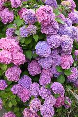 ortensia ortensie colori colorato cespuglio aiuola aiuole casa
