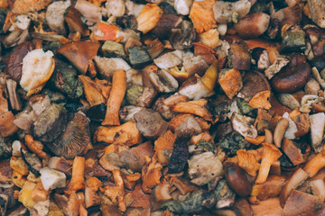 Delicious raw mixture of different types of chopped mushrooms found in the woods