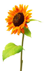 Fototapeta premium Red flower sunflower isolated on a white background