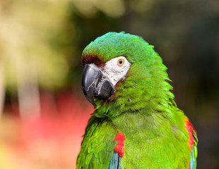 Severe Macaw Parrot