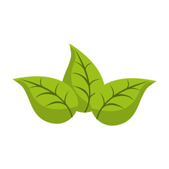 leaf plant nature garden natural botany icon. Flat and isolated design. Vector illustration