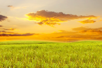 Plakat Sugarcane field with sky sunset for background