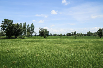 green rice field and beautyful nature
