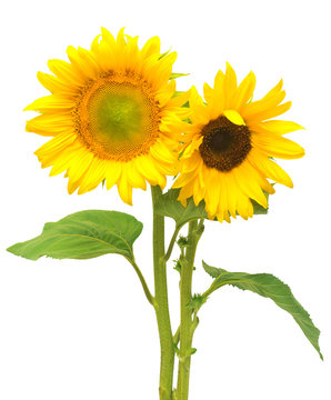 Two sunflowers isolated on white background