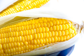 ear of Corn