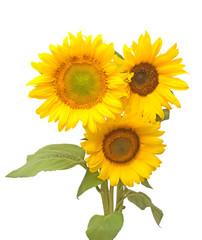 Obraz premium Three sunflowers isolated on white background