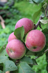 Apples (Malus) - genus of deciduous trees and shrubs with spherical sweet or sour-sweet fruits