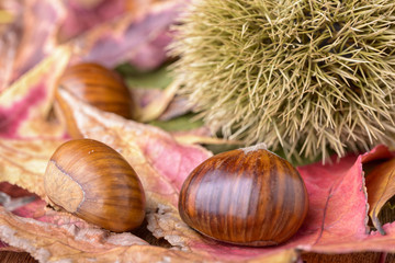 chestnut and curly chestnut on red leaf