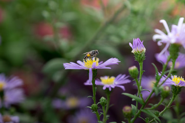 Bee flying among purple flower