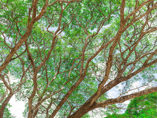 Up view on tree and clouds on blue sky