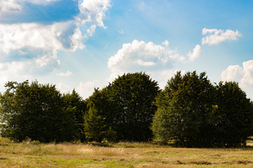 Fototapeta na wymiar Drzewa na polu (po żniwach)