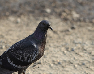 Dove after how drank water