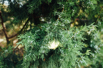 Close up view of a pine branch