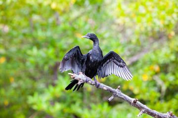 Black Cormorant