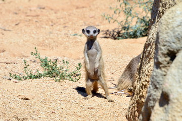 cucciolo di mangusta