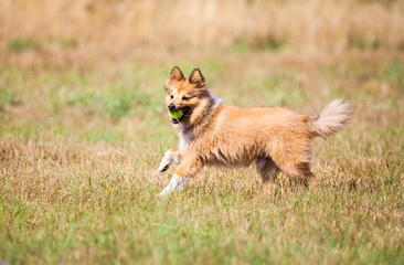 Shetland Sheepdog läuft mit einem Ball