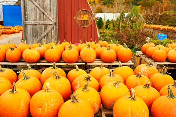 Pumpkins for sale