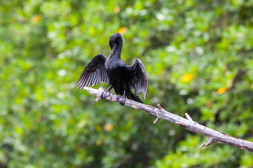 Black Cormorant