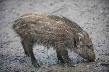 Wildschwein Frischling