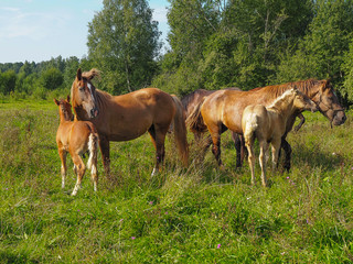 Horses with their foals in the pasture, Tver region, Russia