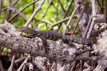 Monitor lizard resting on a tree branch