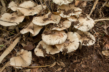 Termite Mushroom in the forest.