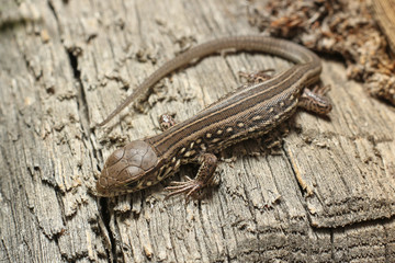 Lizard