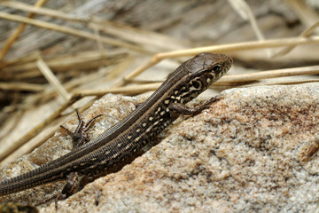 Lizard
