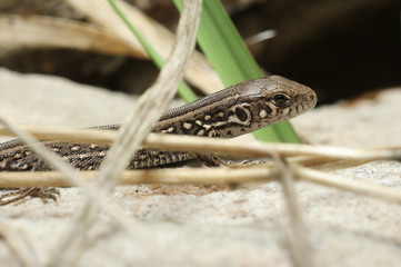 Lizard