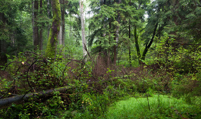 Natural mixed stand in summer