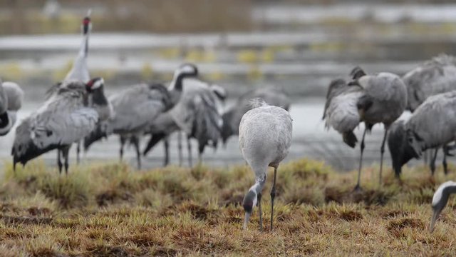 Kranich, Common crane, Grus grus