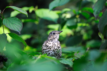 Song Thrush in green bush