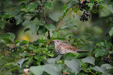 Song Thrush among berries