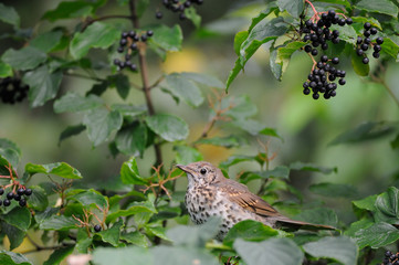 Song Thrush among berries