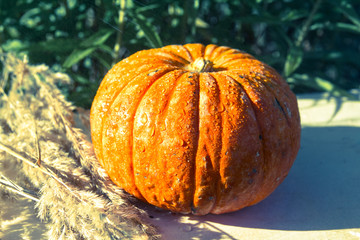 pumpkin and plants in the summer