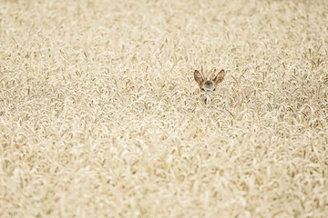 Papier Peint photo Cerf roe buck hidden in a wheat field