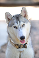 Gray siberian husky