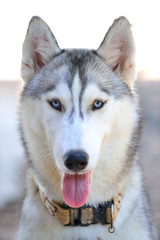 Gray siberian husky