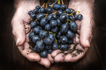 hands with cluster of black grapes, farming and winemaking conce