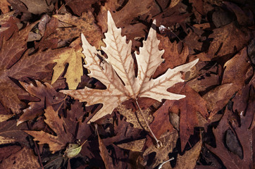 Autumn leaves