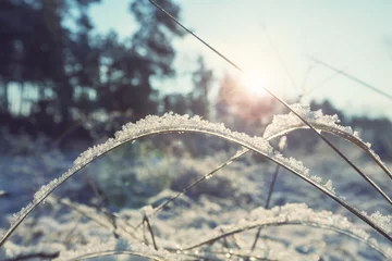 Fototapete Winterlandschaft Frozen grass  © Galyna Andrushko
