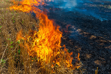 Fire burns stubble on the field destroy summer